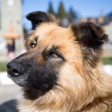 This random dog made a good subject for taking a few shots in the Civic Center area of Bariloche